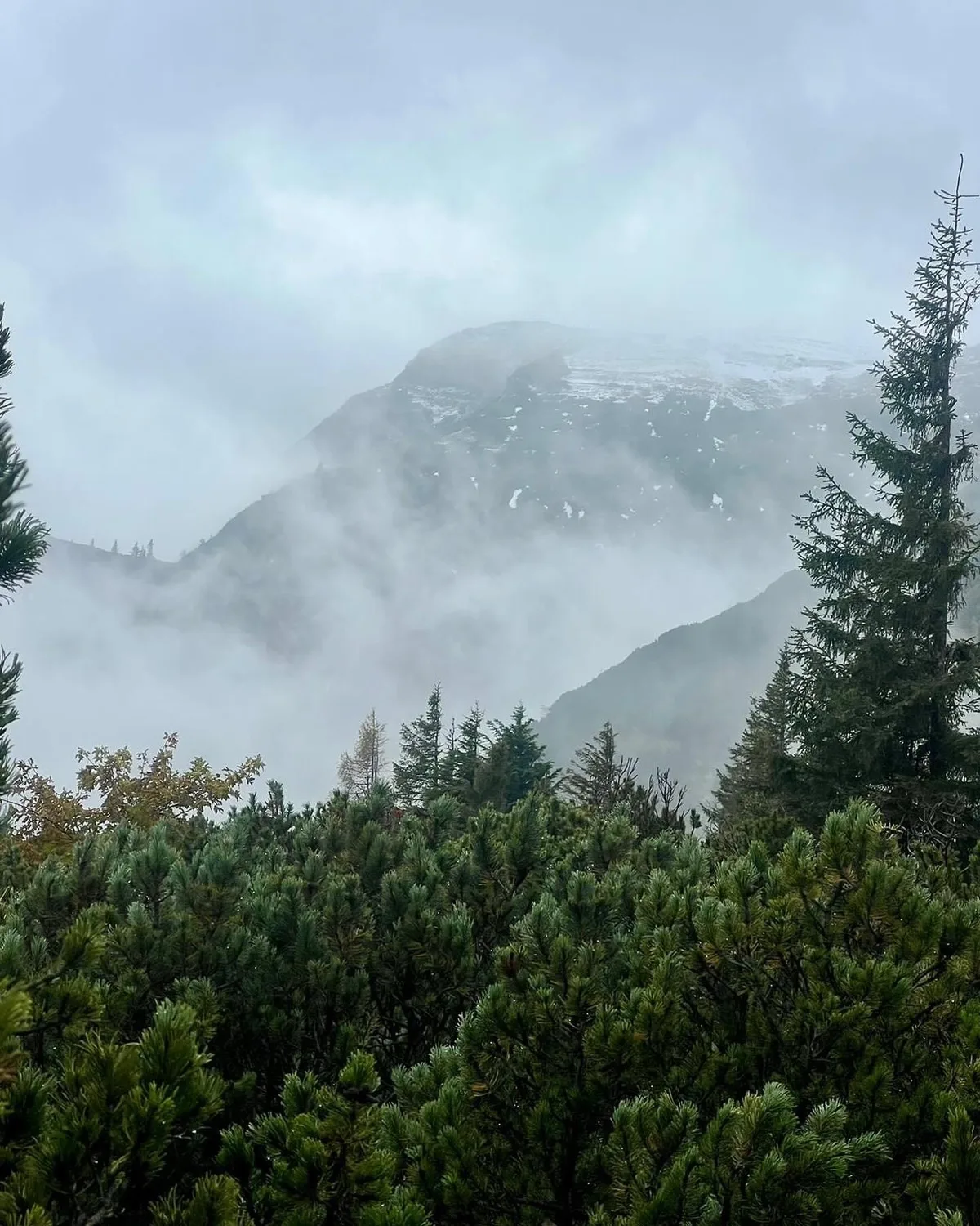 Mokurai – Weg der Geistesschulung – Wald mit Bergen im Hintergrund
