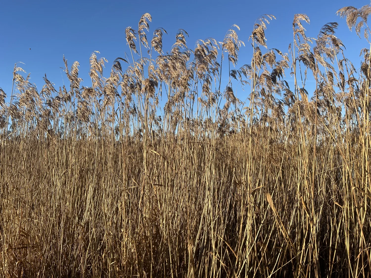 Mokurai – Weg der Geistesschulung – Weites Feld