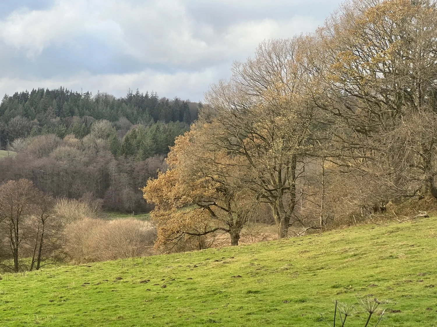 Mokurai – Weg der Geistesschulung – Waldaufnahme im Gegenlicht