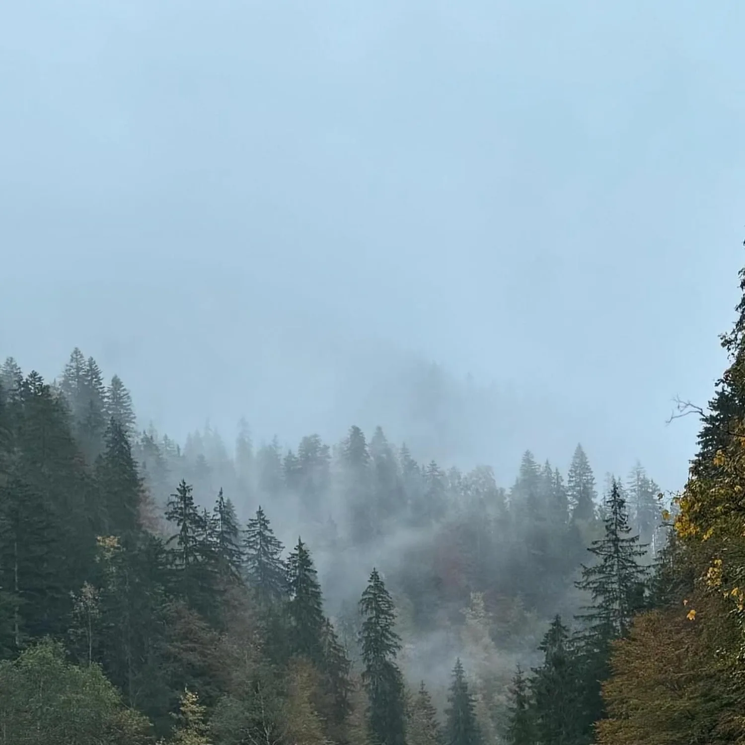 Mokurai – Weg der Geistesschulung – Dichter Wald
