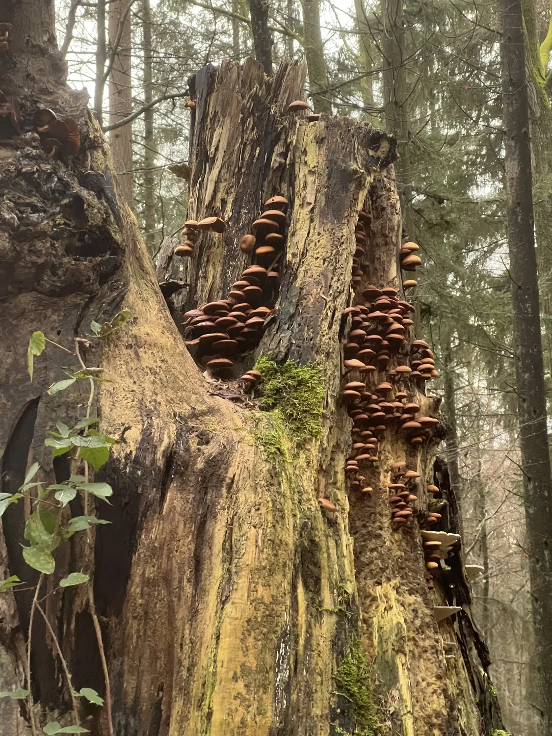 Mokurai – Weg der Geistesschulung – Waldaufnahme