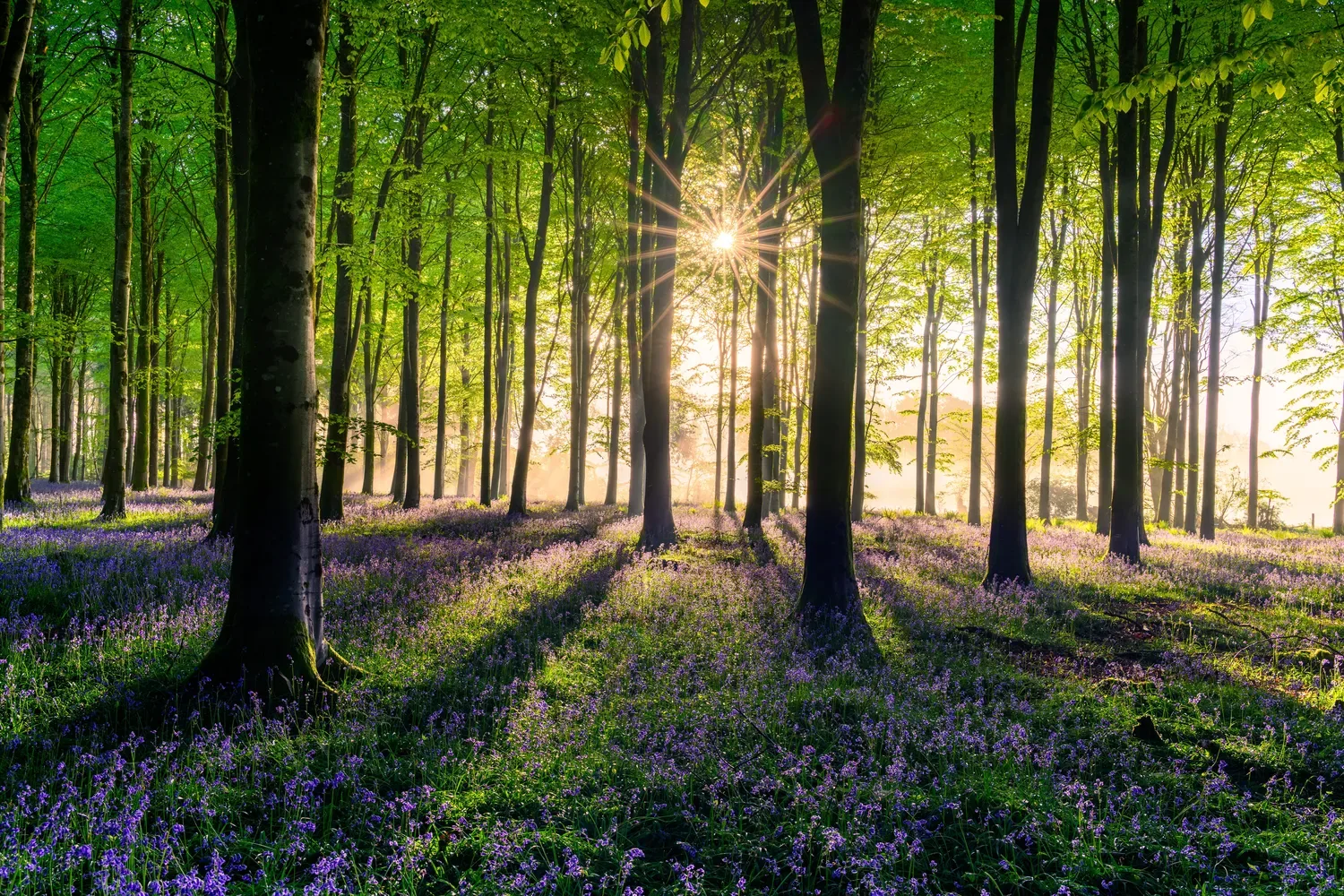 Mokurai – Weg der Geistesschulung – Sonnendurchfluteter Wald