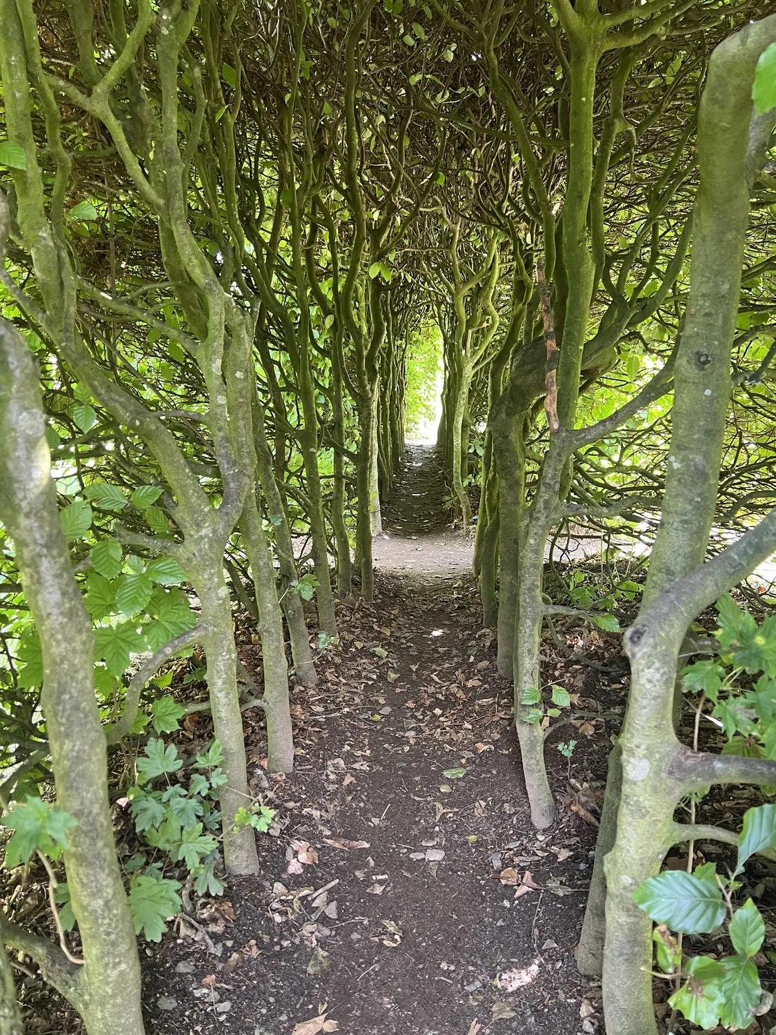 Mokurai – Weg der Geistesschulung – Waldweg unter einem Tunnel aus Bäumen